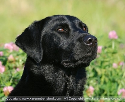 Stunning photo of a Black Labrador sat in pink flowers 
