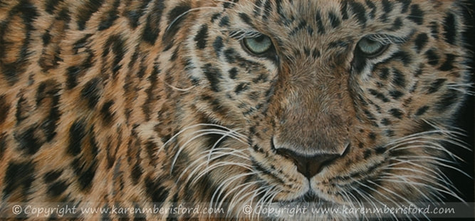 Amur Leopard in Coloured pencils