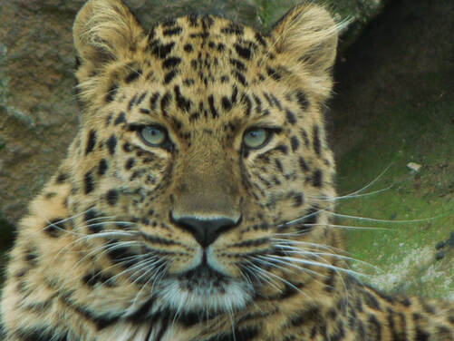 Amur Leopard photograph
