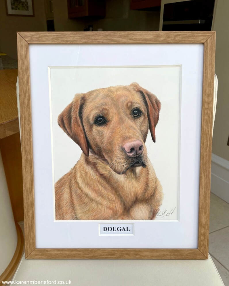 Framed drawing of a Red Fox Labrador called Dougal. Completed as a commission by Northumberland artist Karen M Berisford