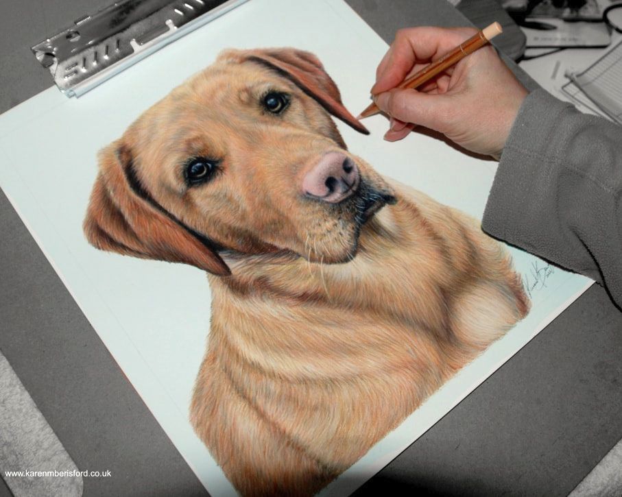 A coloured pencil drawing of a Red Fox Labrador bespoke pet commission