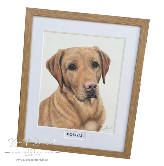 Framed coloured pencil drawing of a Red Fox Labrador dog framed in a wood moulding
