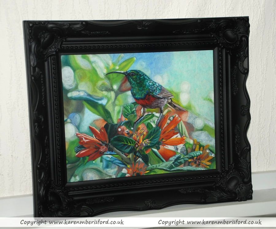 A coloured pencil drawing of a double-collared Sunbird in a black ornate frame
