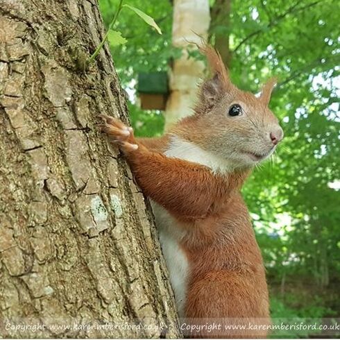 Photograph of a Red Squirrel called Tintin