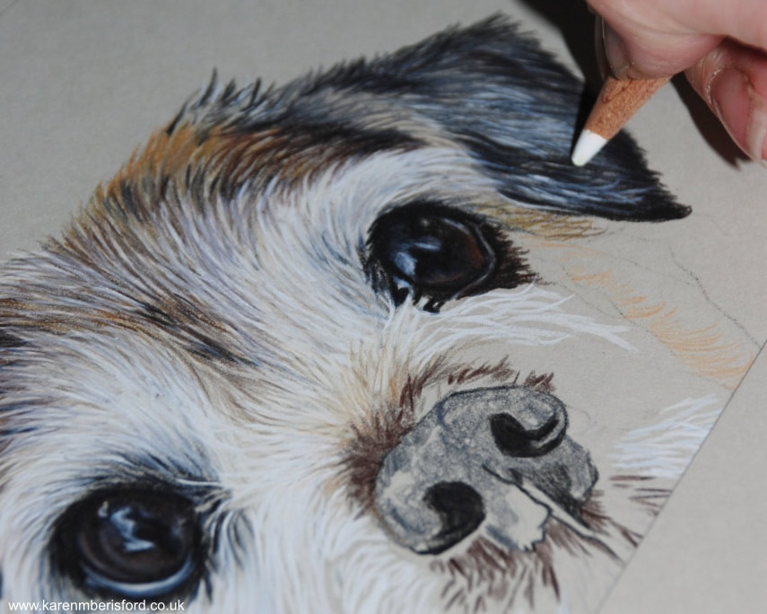 Coloured pencil portrait of a Jack Russell/pug cross