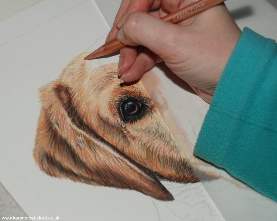 Coloured pencil drawing of a Red fox labrador - early stages