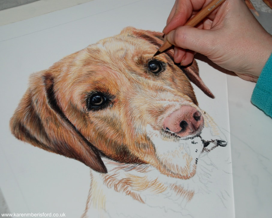 Progression of a coloured pencil drawing of a Red Fox Labrador on Strathmore Bristol 500 Vellum paper