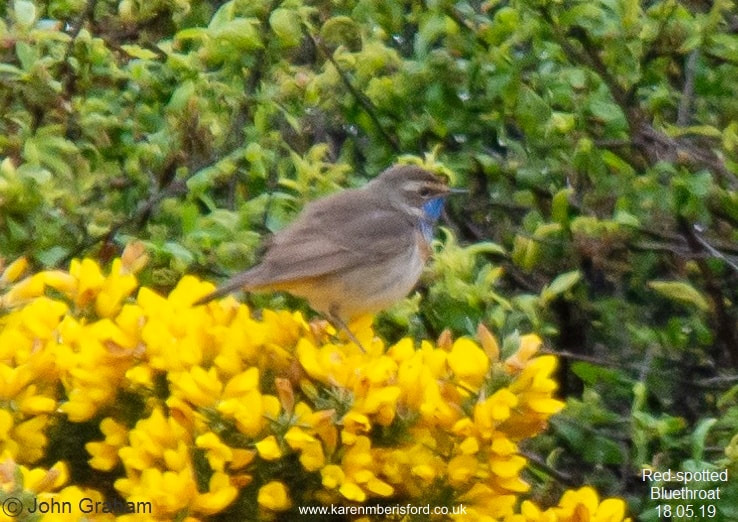 Red-spotted Bluethroat seen at Newbiggin by the Sea, Northumberland, UK 18th of May 2019