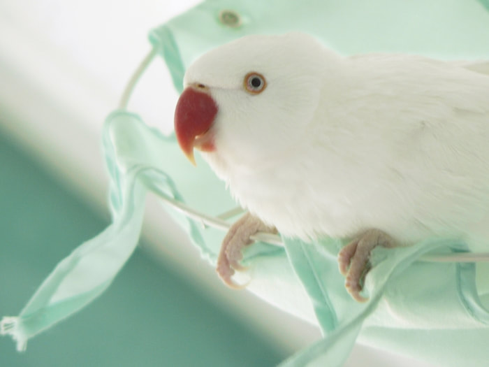 Albino ring neck parakeet in a green cloth lampshade