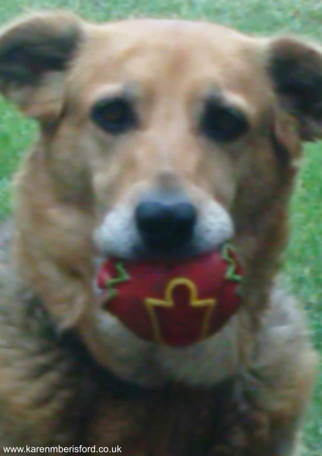 Blurry image of a Collie/Labrador cross with a red ball