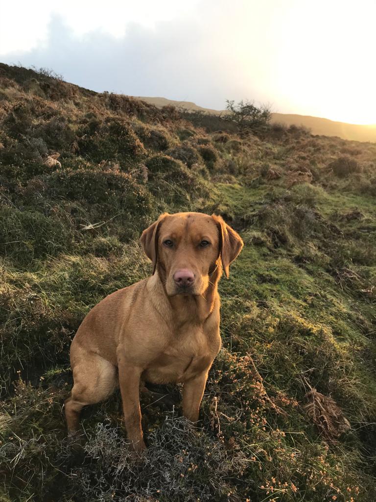 Red fox Labrador sat in a field with a sunny glow