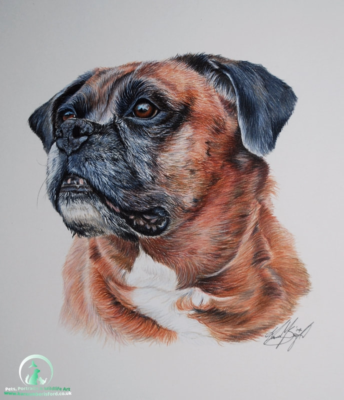 Male Brindle Boxer dog Pet portrait in Coloured pencils