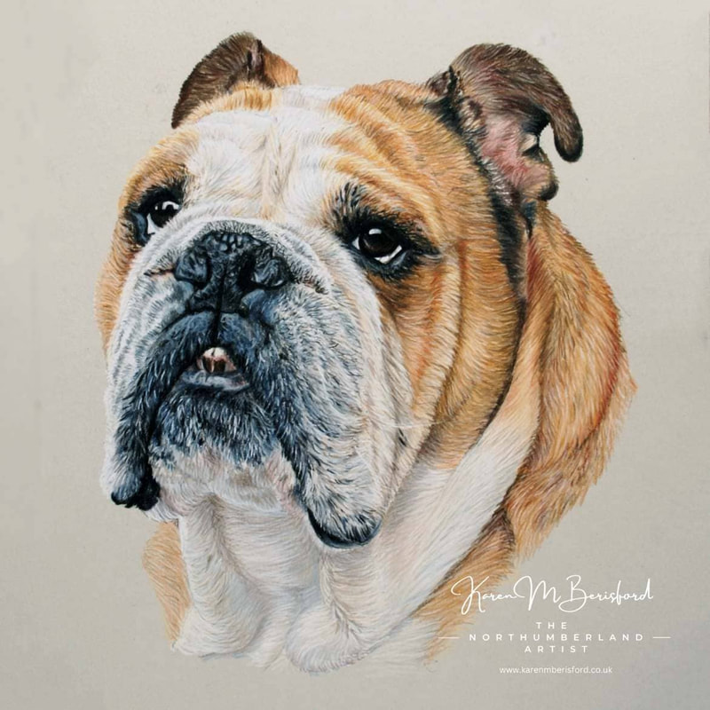 English Bulldog - Lifelike coloured pencil drawing