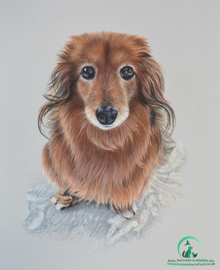 Long haired dachshund portrait in coloured pencils
