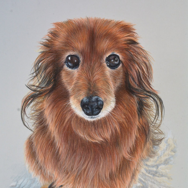 Long haired Dachshund coloured pencil drawing