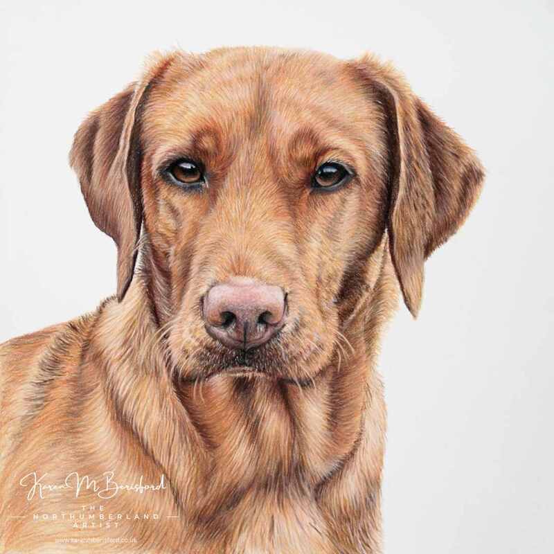 Coloured pencil drawing of a Red Fox Labrador
