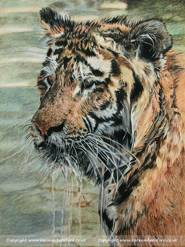Siberian tiger in coloured pencils
