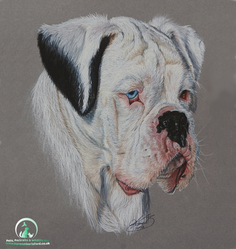 Coloured pencil drawing of a white Boxer dog called Silas