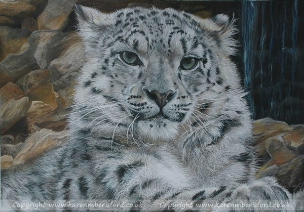 Snow Leopard coloured pencil portrait on Black Colourfix