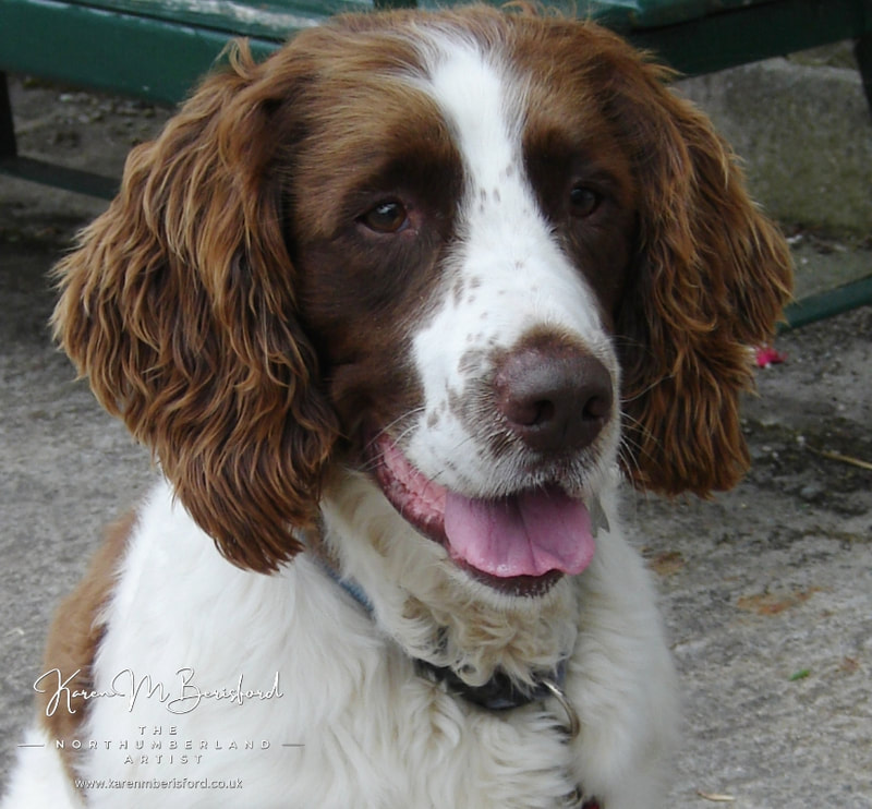 Springer Spaniel head and shoulders photo