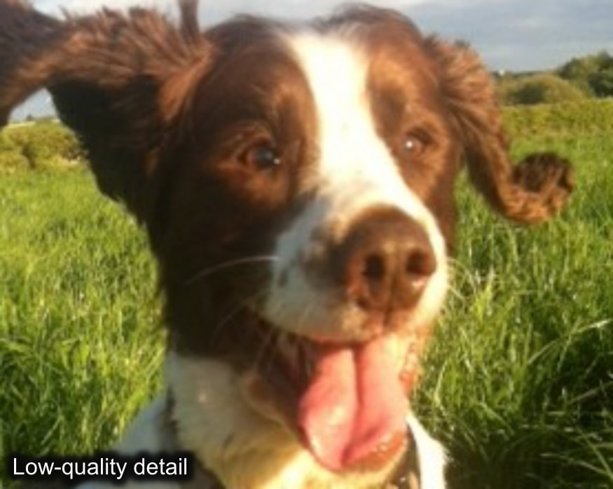 Zoomed into a photo of a Springer Spaniel running through a field of long grass