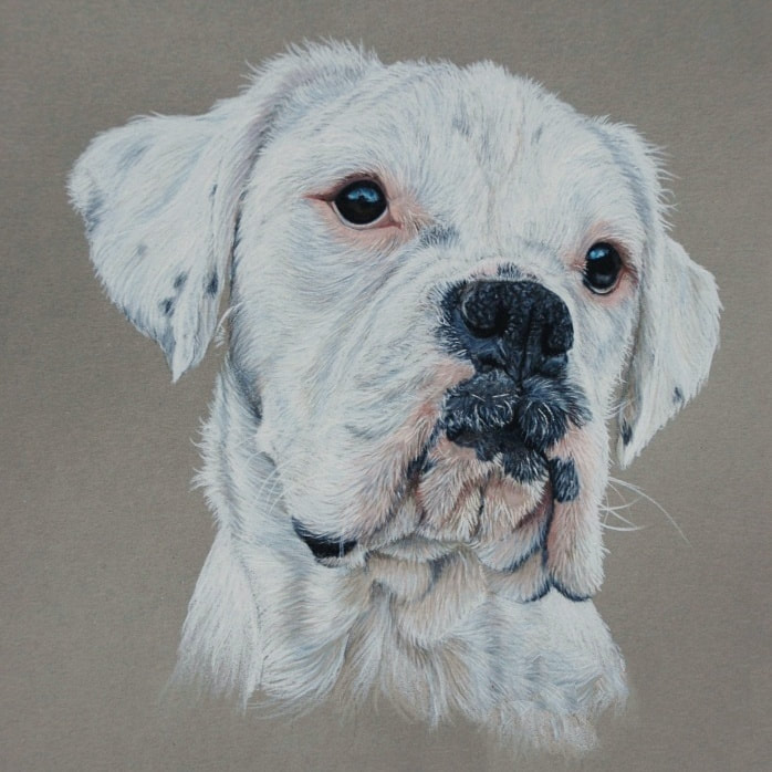 Female white Boxer dog coloured pencil drawing