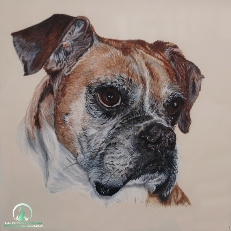 Coloured pencil drawing of a fawn Boxer dog called Stanton