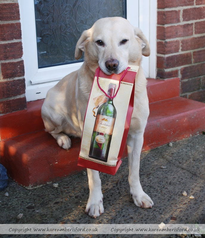 Yellow Labrador dog holding a large christmas gift bag in his mouth