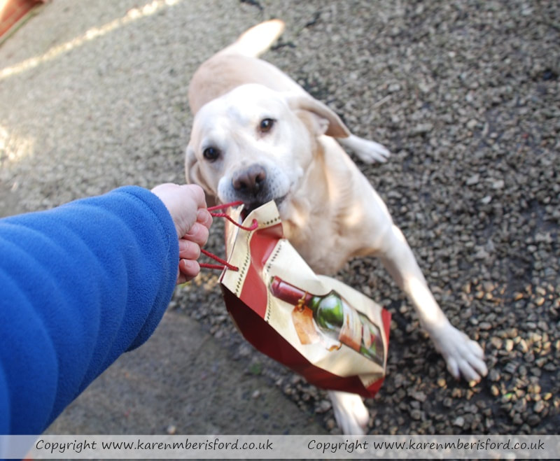 Yellow Labrador dog pulling on a large christmas gift bag containing a dog bone