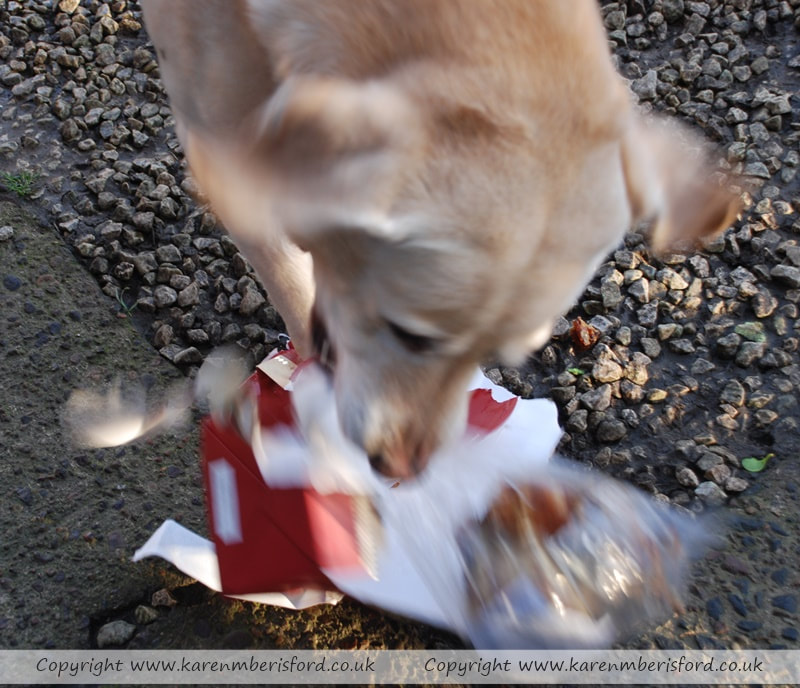 Yellow Labrador dog ripping open a large christmas gift bag to get to his bone.