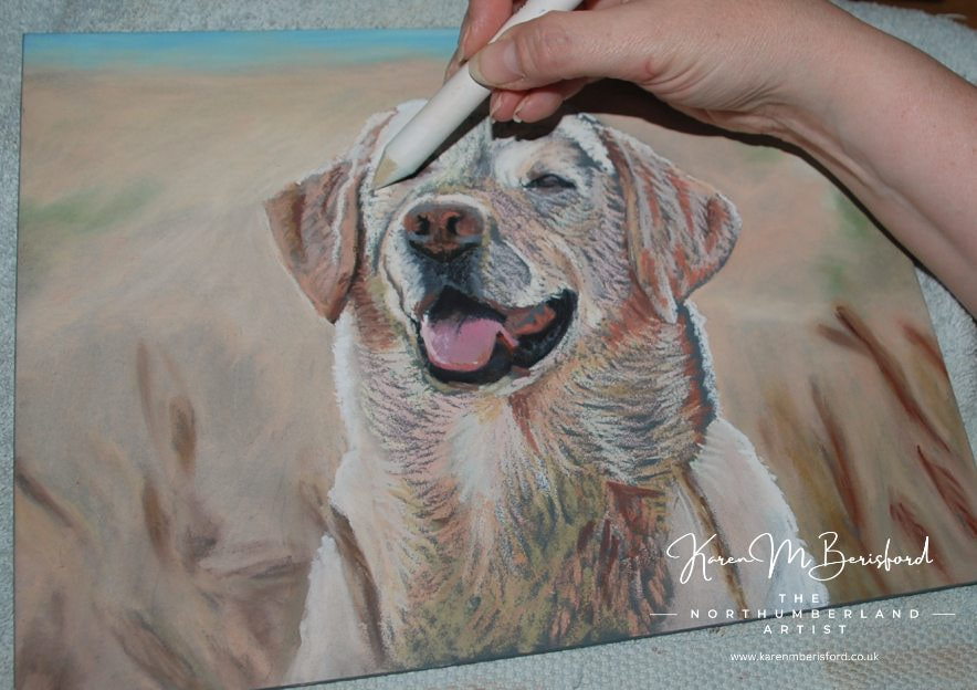 Early stages of a Yellow Labrador oil pastel painting on Ampersand Pastelbord