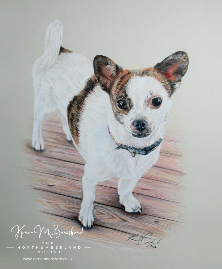 Chihuahua Shih Tzu dog Coloured pencil portrait