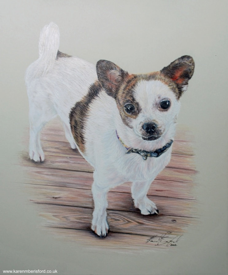 Chihuahua cross dog coloured pencil drawing