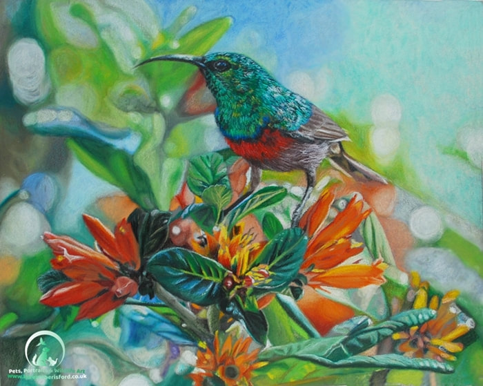 southern double collared sunbird on pomegranate coloured pencil drawing