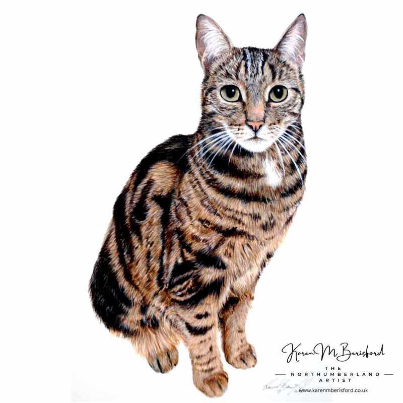 Mackerel Tabby cat - lifelike coloured pencil drawing