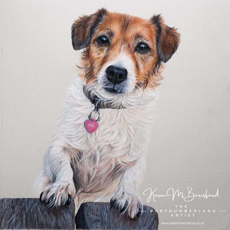 A lifelike coloured pencil drawing of a Jack Russell