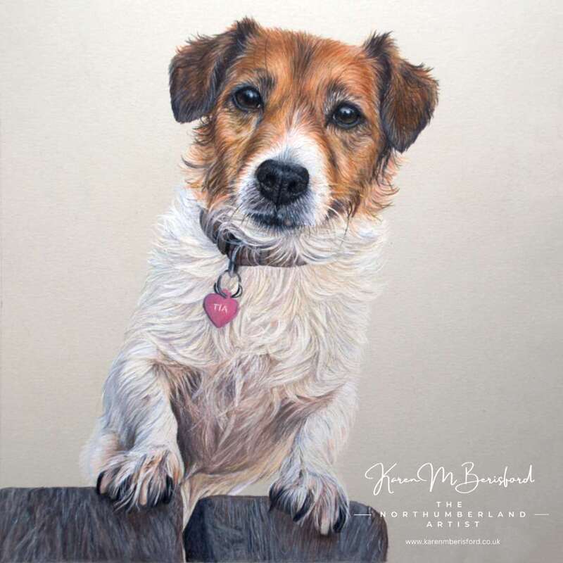 coloured pencil drawing of a Jack Russell