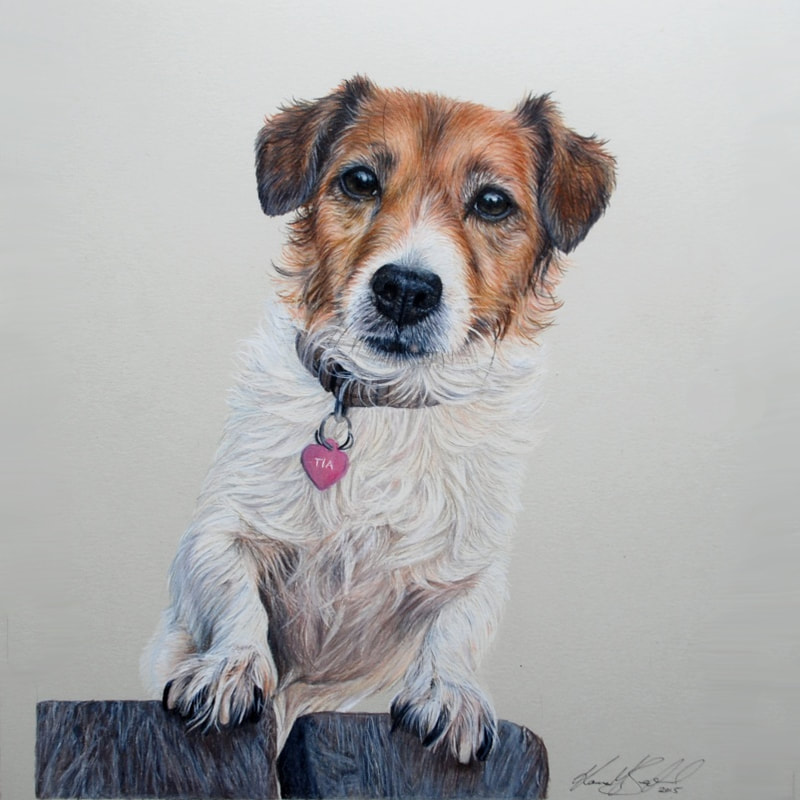 coloured pencil drawing of a Jack Russell