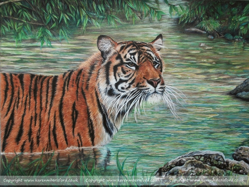 sumatran tiger in coloured pencils