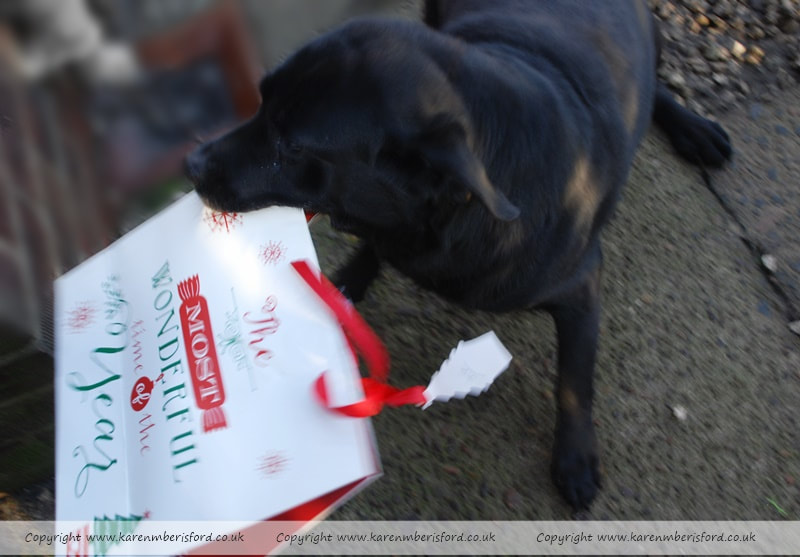 Black Labrador dog holding a large christmas gift bag in his mouth which contains a dog bone.
