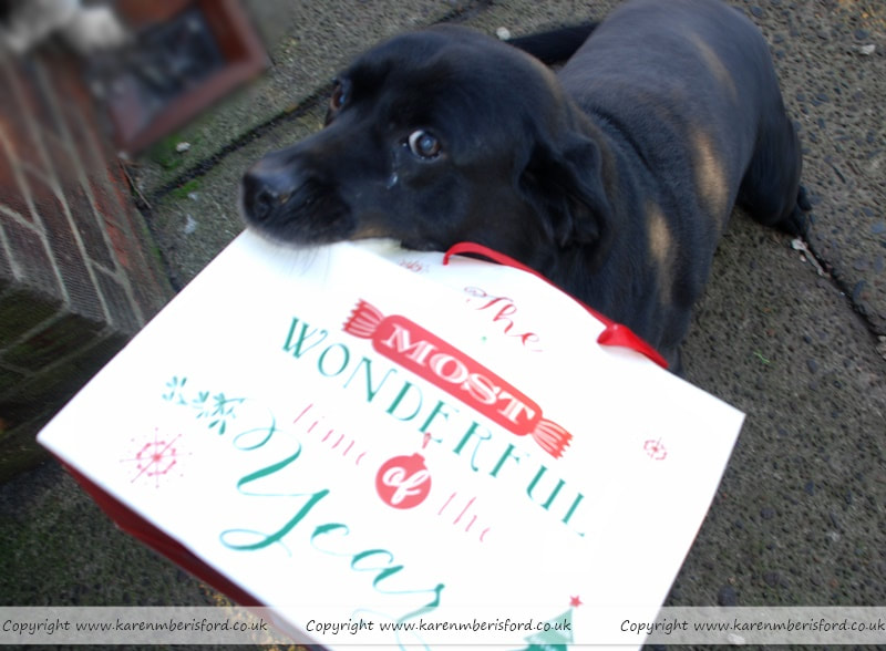 Black Labrador dog holding a large christmas gift bag in his mouth