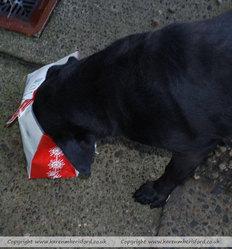 Black Labrador dog with his head inside a gift bag