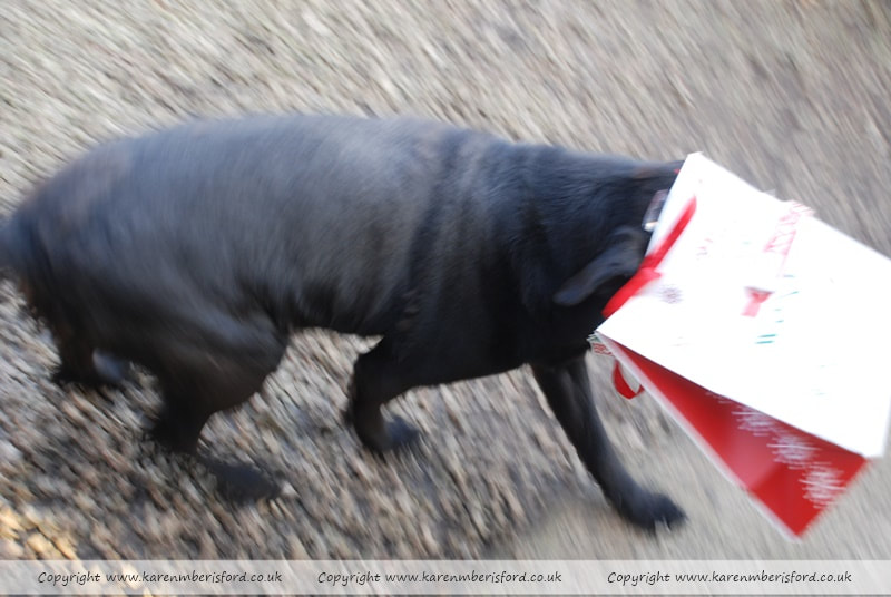 Black Labrador dog with a gift bag stuck on his head
