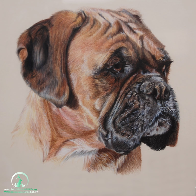 Coloured pencil drawing of a fawn Boxer dog called Toga