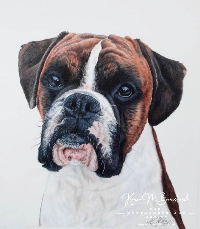 Lifelike coloured pencil drawing of a brindle Boxer dog