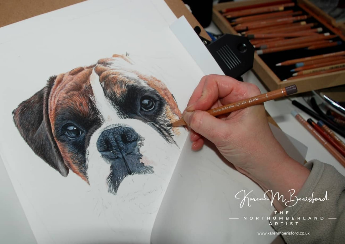 The process of layering with coloured pencils of a Chihuahua Shih Tzu cross dog