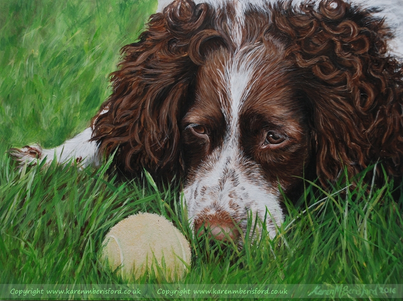 Acrylic painting of a Springer Spaniel laid on the grass looking at a tennis ball
